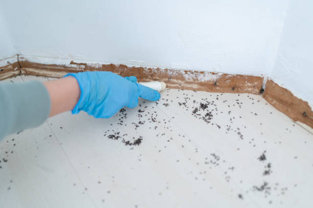 Best Pest Inspection Near Me  in Manistique, MI
